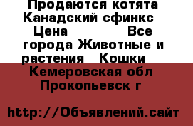 Продаются котята Канадский сфинкс › Цена ­ 15 000 - Все города Животные и растения » Кошки   . Кемеровская обл.,Прокопьевск г.